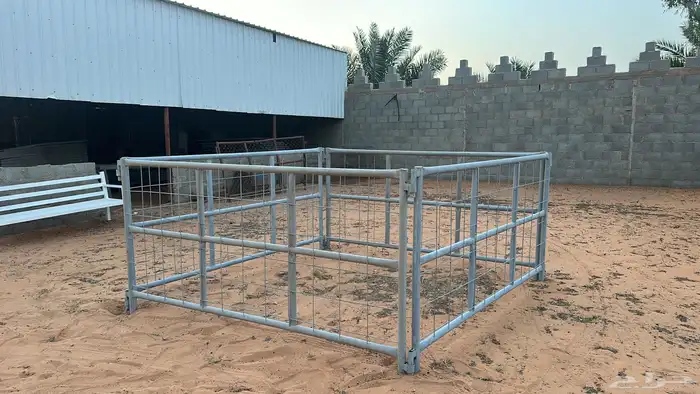 شبوك بعارين 1