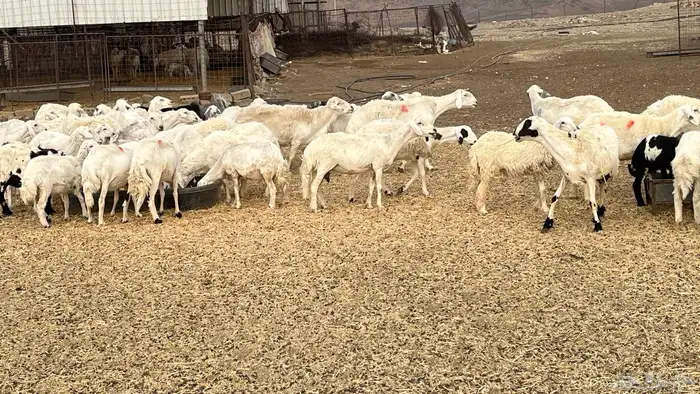 حريات متابيع ودفيع للبيع 2