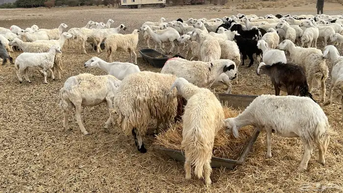 حريات متابيع ودفيع للبيع 0
