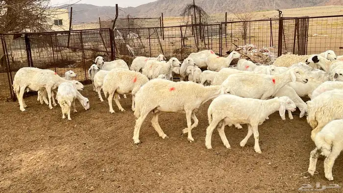 حريات متابيع ودفيع للبيع 18
