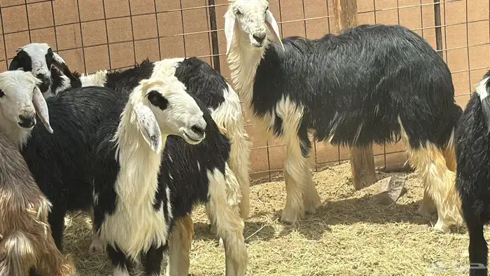 رخال صنف طيب 0