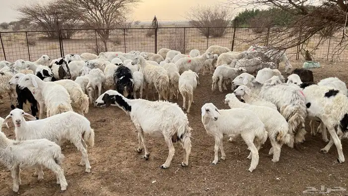 حريات متابيع ودفيع للبيع 12