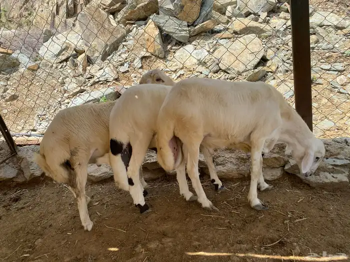 طليان للبيع(تم البيع) 0
