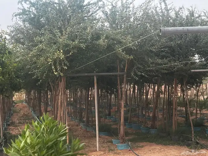 مشتل حدائق الخرج أشجار ظل و زينة 9