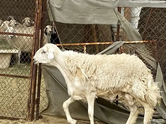 فحل حري مشروط كسر ثني 3