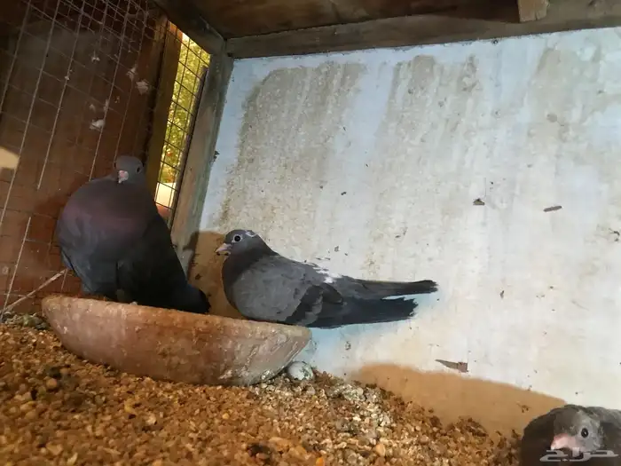 صنعاني اصيل شيبه حجم صغير وصوت ناعم 23