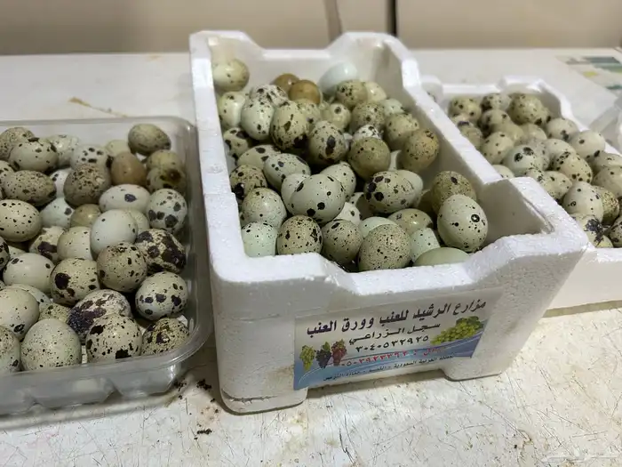 بيض سمان الموقع القصيم الخبراء 0