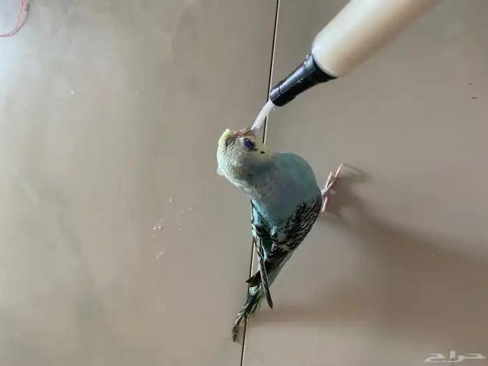 بادجي اليف 2