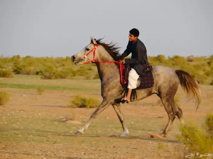 حصان شعبي 2