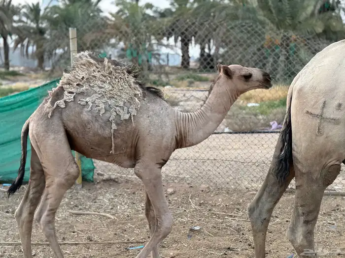 عشراء ام ثالث 1