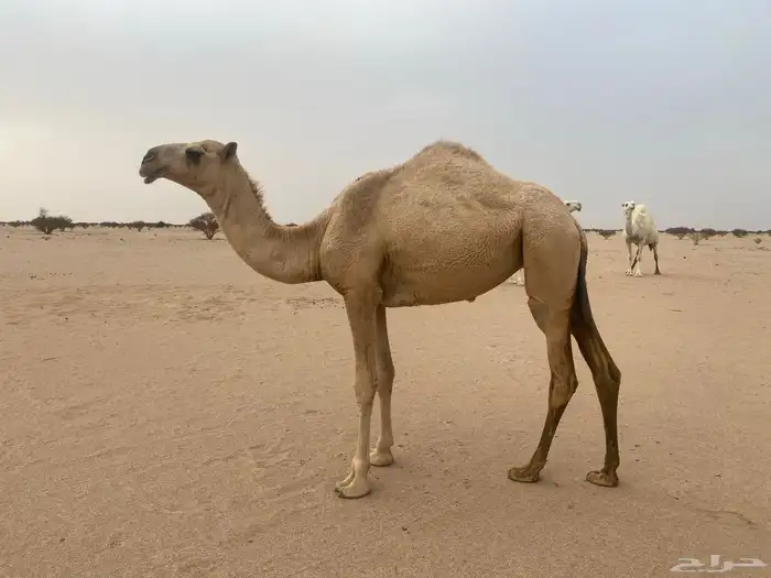بكره مفروده عونيه 0