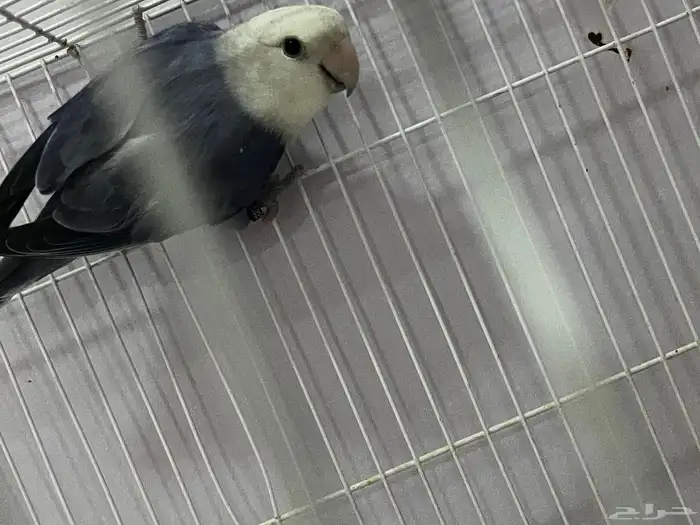 للبيع4 ذكور روز 3 منتجين وواحد توه جاهز ماشاءالله حارين 2