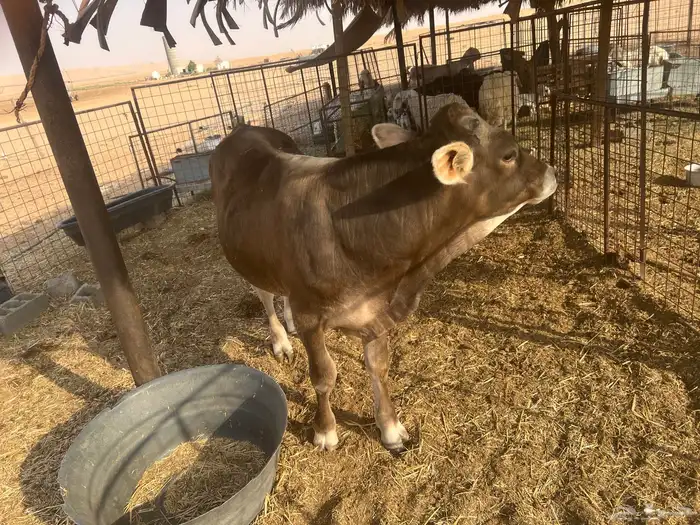 عجل الماني مشروع فحل 2