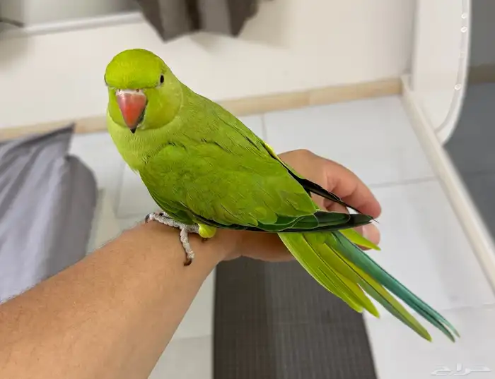 بغبغاء درة اليف ذكر وأنثى 8