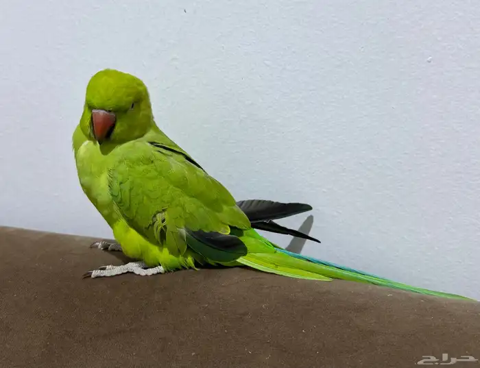 بغبغاء درة اليف ذكر وأنثى 2