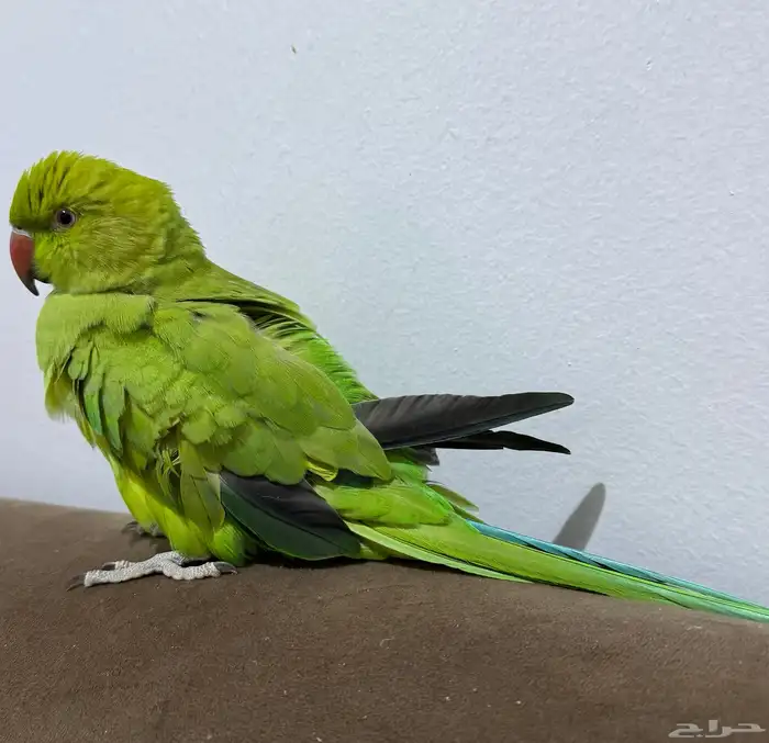بغبغاء درة اليف ذكر وأنثى 0