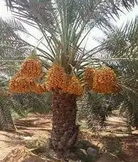 نخل مثمر للبيع 0