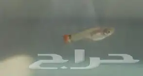 سمك قوبي حجم وسط 3