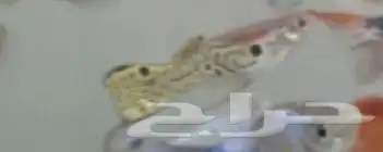 سمك قوبي حجم وسط 4