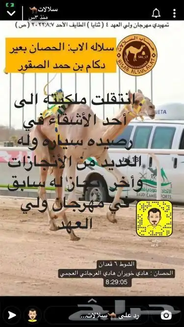 قعود فحل سلاله وشكل 2