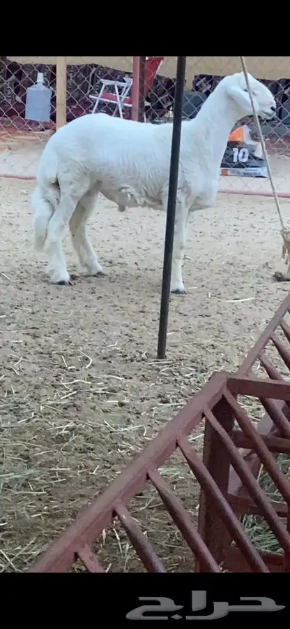 عرضين فاخره مشاريع فحول صنف الصنف 1