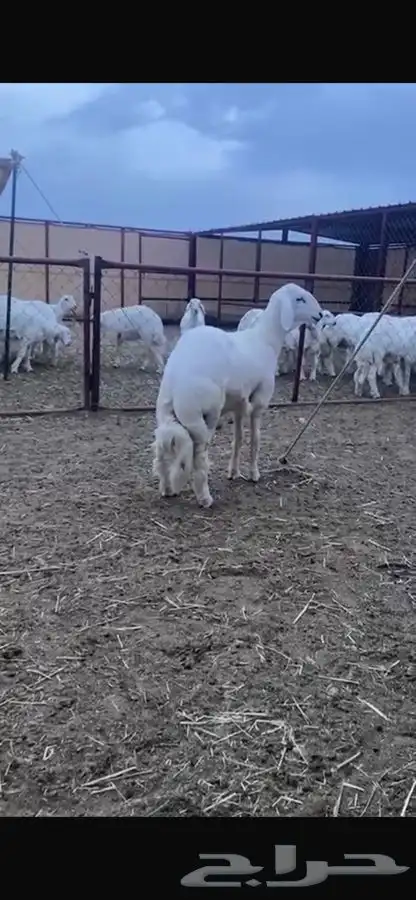 عرضين فاخره مشاريع فحول صنف الصنف 9