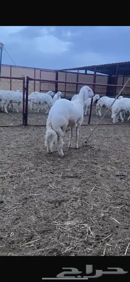 عرضين فاخره مشاريع فحول صنف الصنف 10