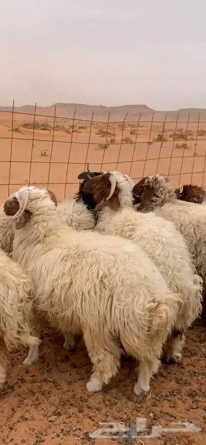ذبايح طيبه 0