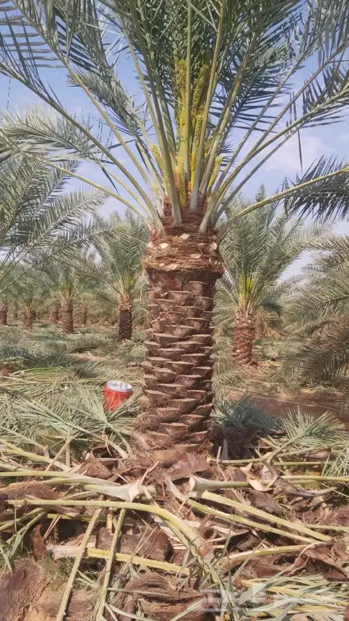 يوجد لدينا شبك ونخل زراعه نخيل عربي شبوك 0