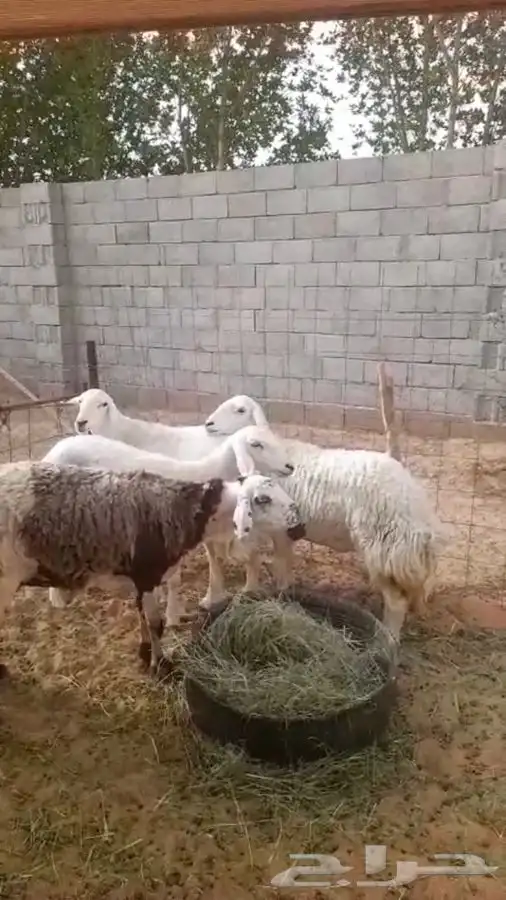 4 شياه حيل فل شحم 0