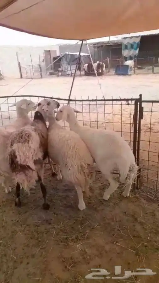 4 شياه حيل فل شحم 1