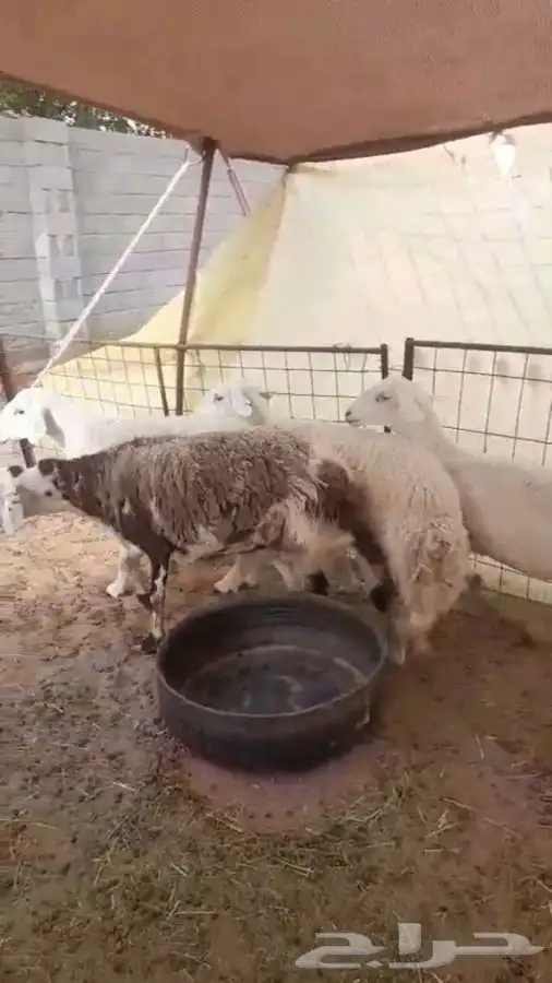 4 شياه حيل فل شحم 2