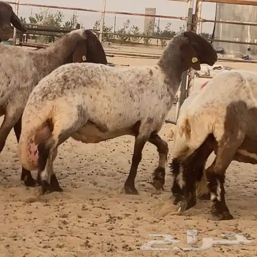9 شياه نعيم صنف معرفات مراح واحد 9