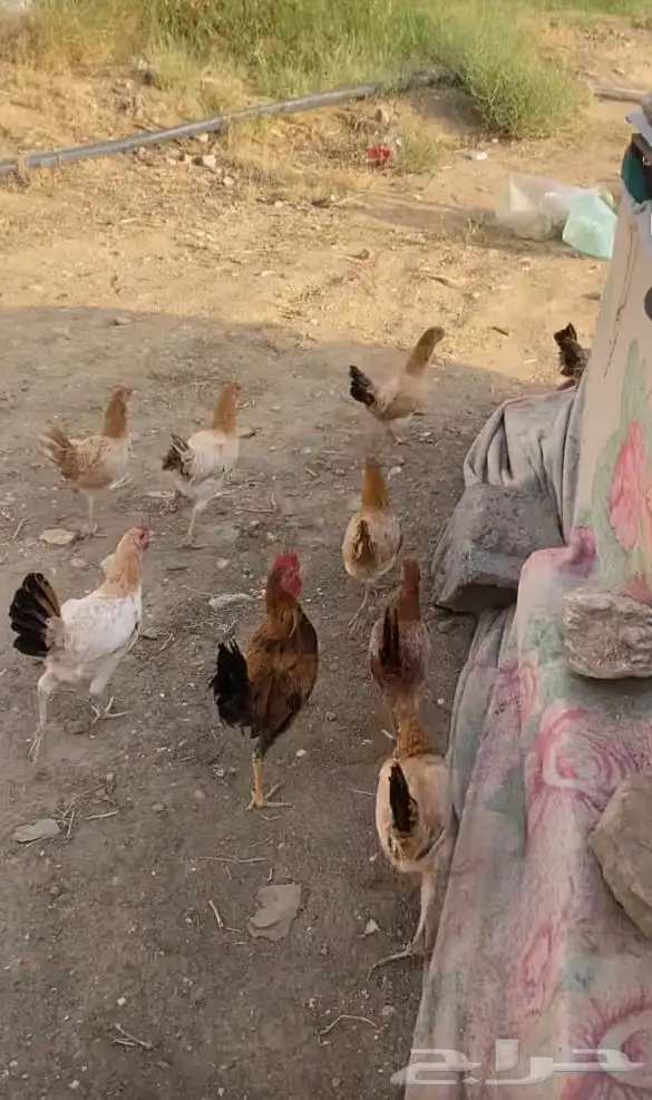 دجاج بلدي 1