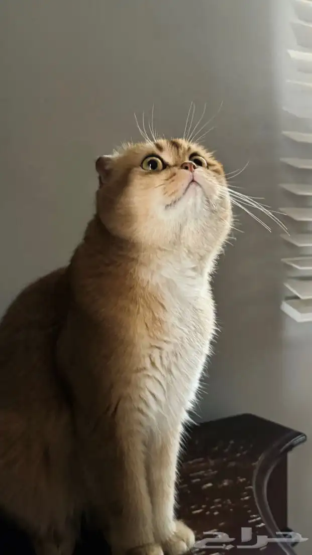 قط ذكر سكوتش فولد للبيع 5