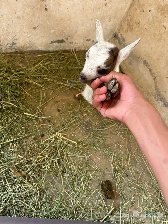 معراء 5