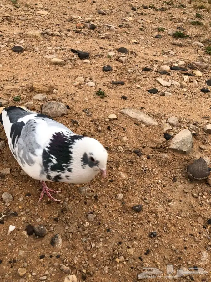 حمام زاجل هدد العمر سنه سنه نص على السوم 6