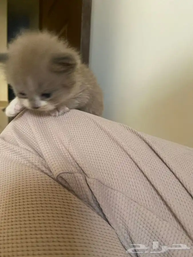 3 قطط للبيع 1