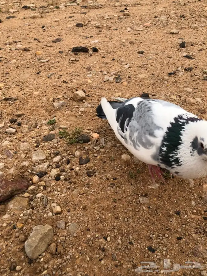 حمام زاجل هدد العمر سنه سنه نص على السوم 7