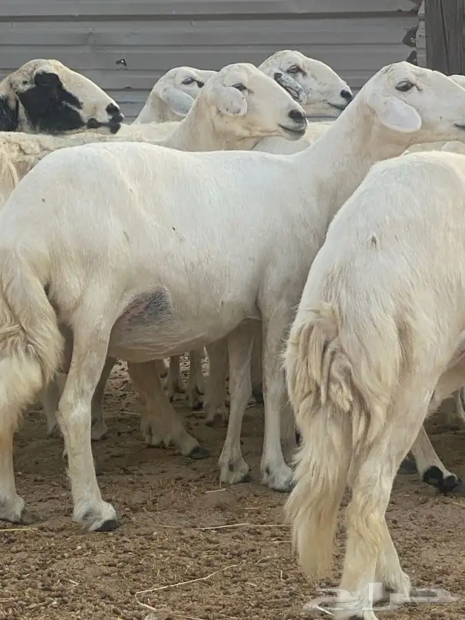 4حريات دفيع قريب تولد 0