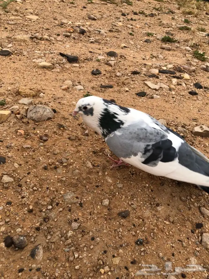 حمام زاجل هدد العمر سنه سنه نص على السوم 4