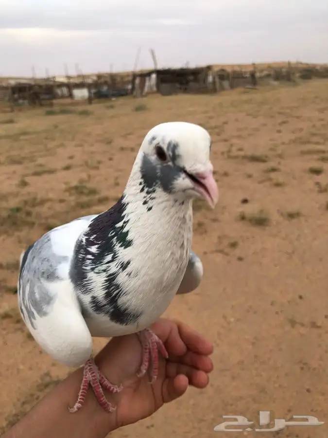 حمام زاجل هدد العمر سنه سنه نص على السوم 1