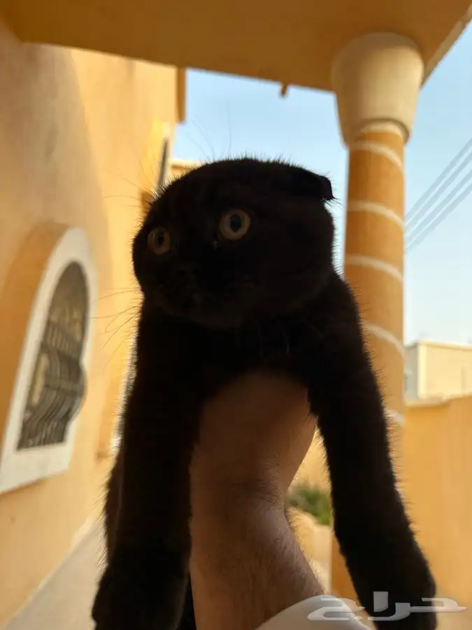 سكوتش فولد للبيع 0