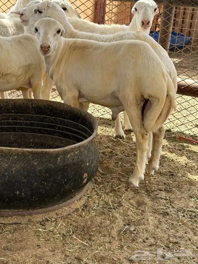 ذبايح درجه اولا على الشرط 1