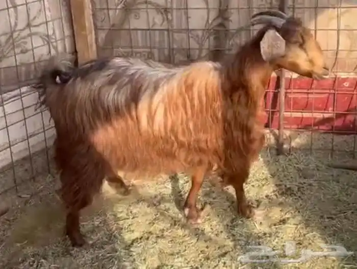 للبيع عنز حايل وذبيحه 0
