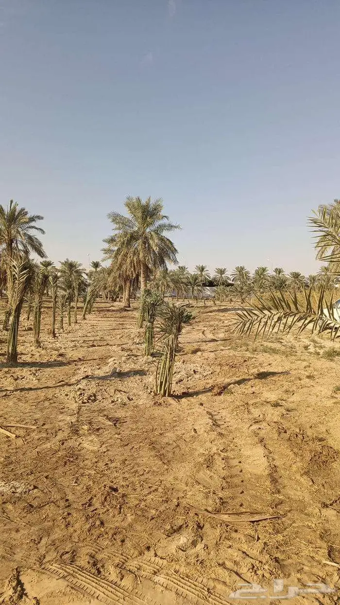 نخل مثمر فسائل نخيل خلاص 5