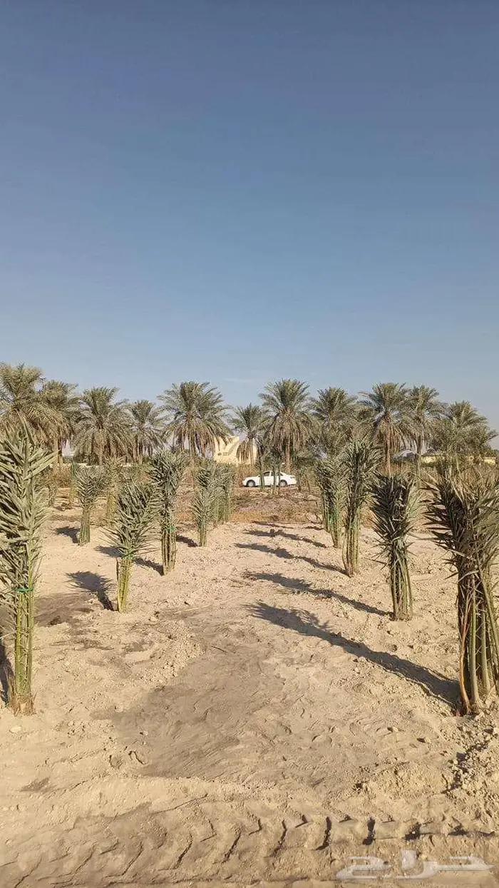 نخل مثمر فسائل نخيل خلاص 0