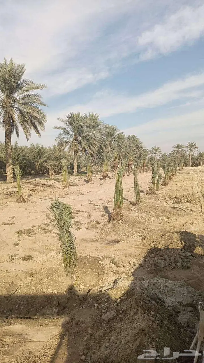 نخل مثمر فسائل نخيل خلاص 4