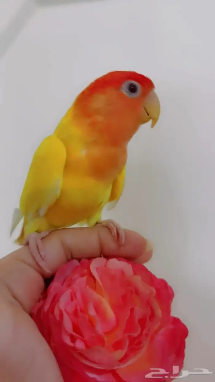 للبيع ببغاء روز 3