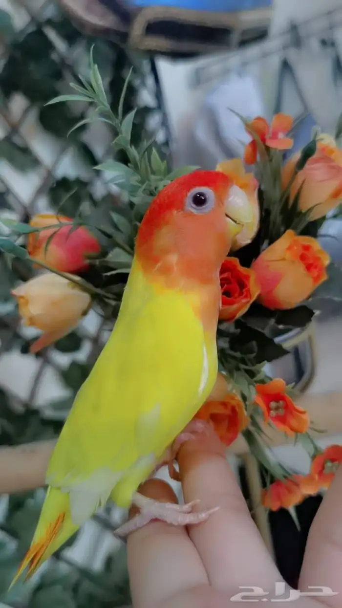 للبيع ببغاء روز 1